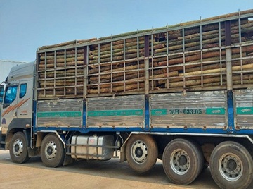 Viên nén gỗ/ Wood Pellet